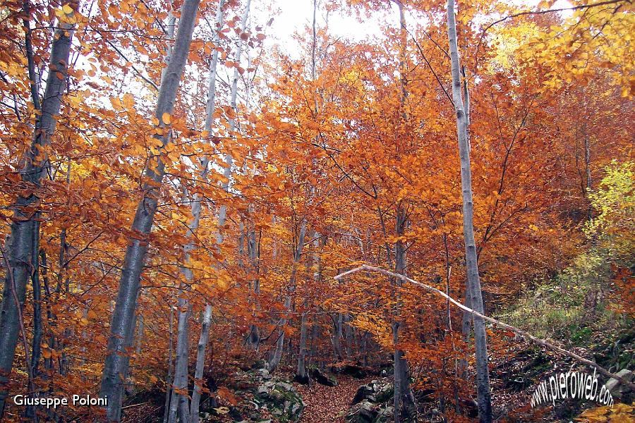 16- il bosco, scendendo a Grumetti  .jpg